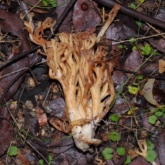 Ramaria sp. at Tidbinbilla Nature Reserve - 1 Jun 2024