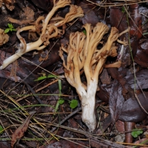 Ramaria sp. at Tidbinbilla Nature Reserve - 1 Jun 2024