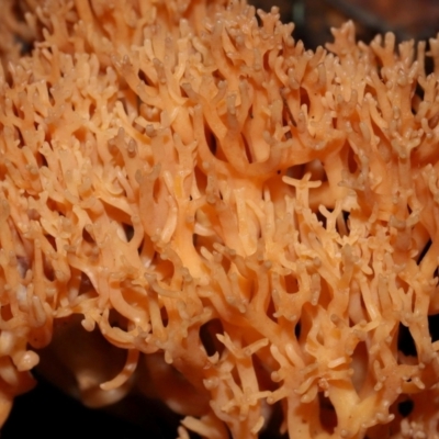 Ramaria sp. (A Coral fungus) at Tidbinbilla Nature Reserve - 1 Jun 2024 by TimL