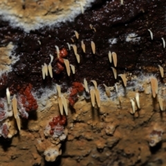 Mucronella sp. at Tidbinbilla Nature Reserve - suppressed