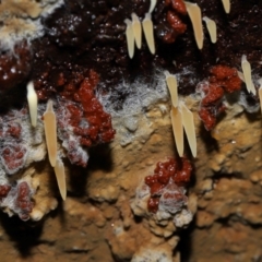 Mucronella sp. at Tidbinbilla Nature Reserve by TimL