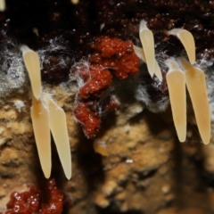 Mucronella sp. at Tidbinbilla Nature Reserve - suppressed