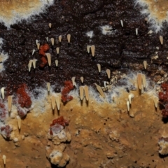 Mucronella sp. at Tidbinbilla Nature Reserve - suppressed