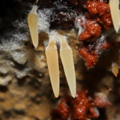 Mucronella sp. at Tidbinbilla Nature Reserve - suppressed