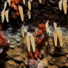 Mucronella sp. at Tidbinbilla Nature Reserve - suppressed