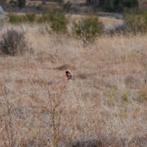 Petroica boodang at Namadgi National Park - 1 Jun 2024 11:31 AM