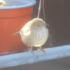 Acanthiza pusilla at QPRC LGA - 30 May 2024