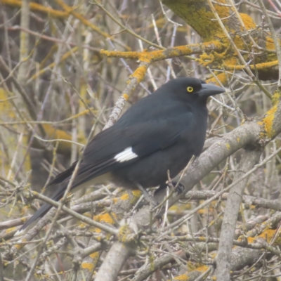 Strepera graculina (Pied Currawong) at QPRC LGA - 1 Jun 2024 by MatthewFrawley