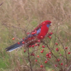 Platycercus elegans (Crimson Rosella) at QPRC LGA - 1 Jun 2024 by MatthewFrawley