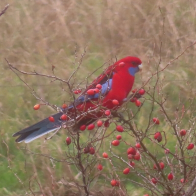 Platycercus elegans (Crimson Rosella) at QPRC LGA - 1 Jun 2024 by MatthewFrawley