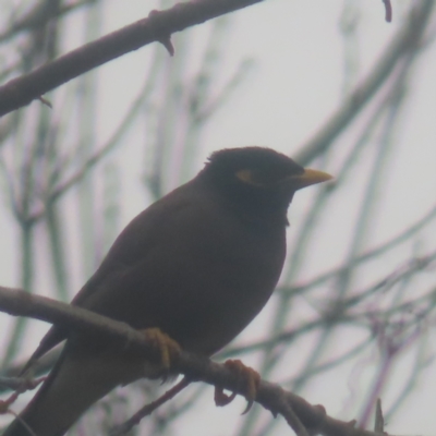 Acridotheres tristis (Common Myna) at QPRC LGA - 1 Jun 2024 by MatthewFrawley