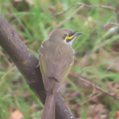 Caligavis chrysops (Yellow-faced Honeyeater) at QPRC LGA - 1 Jun 2024 by MatthewFrawley