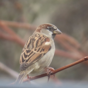 Passer domesticus at QPRC LGA - 1 Jun 2024