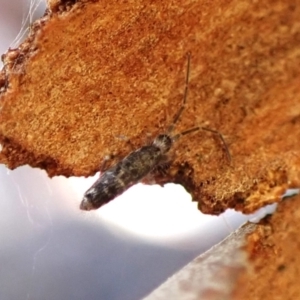 Paronellidae (family) at Aranda Bushland - 26 May 2024 02:57 PM