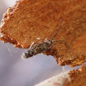 Paronellidae (family) at Aranda Bushland - 26 May 2024 02:57 PM