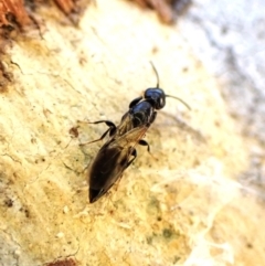 Bethylidae (family) at Aranda Bushland - 28 May 2024 by CathB