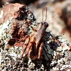 Phaulacridium vittatum at Aranda Bushland - 15 May 2024 02:17 PM