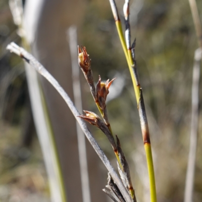 Lepidosperma laterale (Variable Sword Sedge) at Kowen Escarpment - 22 Jul 2023 by RobG1