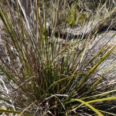 Lepidosperma laterale at Kowen Escarpment - 22 Jul 2023 11:53 AM