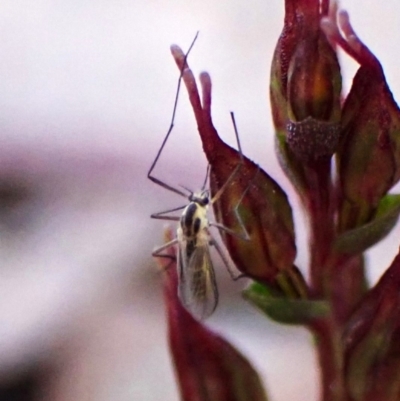 Mycetophilidae (family) (A fungus gnat) at Aranda, ACT - 23 May 2024 by CathB