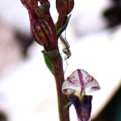 Mycetophilidae (family) at Aranda Bushland - suppressed