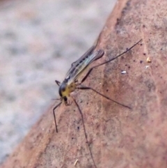 Mycetophilidae (family) at Aranda Bushland - suppressed