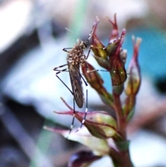 Aedes sp. (genus) (Mosquito) at Aranda, ACT - 23 May 2024 by CathB