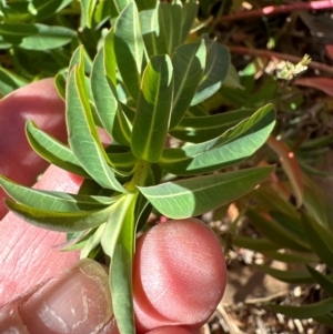 Euphorbia oblongata at Mount Painter - 2 Jun 2024