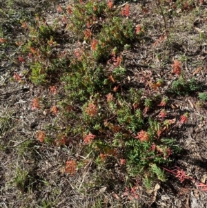 Euphorbia oblongata at Mount Painter - 2 Jun 2024