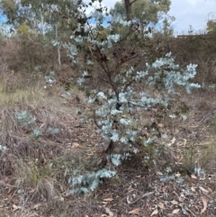 Eucalyptus bridgesiana at Aranda, ACT - 1 Jun 2024