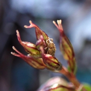 Curculionidae (family) at suppressed - 23 May 2024