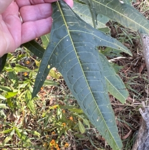 Solanum aviculare at Cook, ACT - 2 Jun 2024 11:49 AM