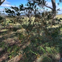 Solanum aviculare at Cook, ACT - 2 Jun 2024