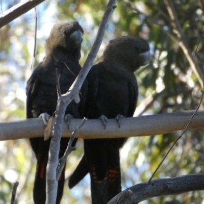 Calyptorhynchus lathami lathami (Glossy Black-Cockatoo) at Boro - 29 May 2024 by Paul4K