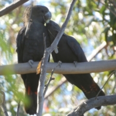 Calyptorhynchus lathami lathami at QPRC LGA - suppressed