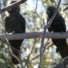 Calyptorhynchus lathami lathami at QPRC LGA - suppressed