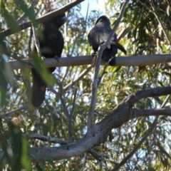 Calyptorhynchus lathami lathami at QPRC LGA - suppressed