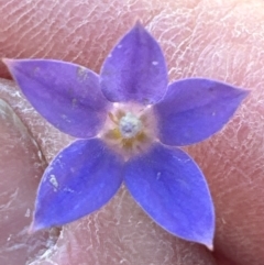 Wahlenbergia luteola (Yellowish Bluebell) at Cook, ACT - 2 Jun 2024 by lbradley