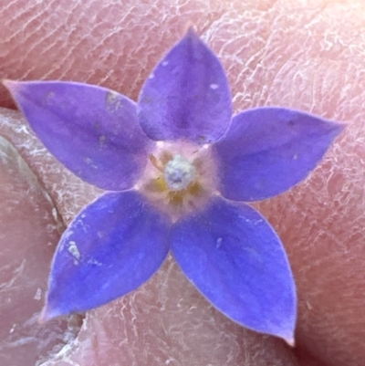 Wahlenbergia luteola (Yellowish Bluebell) at Cook, ACT - 2 Jun 2024 by lbradley