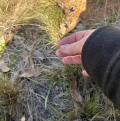 Wahlenbergia luteola at Mount Painter - 2 Jun 2024