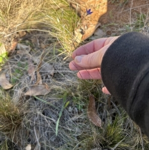 Wahlenbergia luteola at Mount Painter - 2 Jun 2024