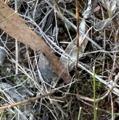 Wahlenbergia luteola at Mount Painter - 2 Jun 2024 12:00 PM