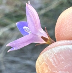 Wahlenbergia luteola at Mount Painter - 2 Jun 2024