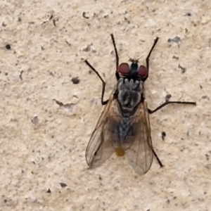 Tachinidae (family) at Goulburn, NSW - 1 Jun 2024 02:54 PM