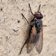 Tachinidae (family) at Goulburn, NSW - 1 Jun 2024 02:54 PM