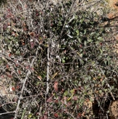 Cotoneaster franchetii (Franchet's Cotoneaster) at Cook, ACT - 2 Jun 2024 by lbradley