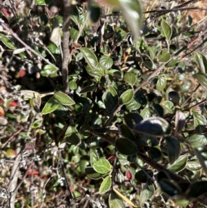 Cotoneaster franchetii at Cook, ACT - 2 Jun 2024 12:02 PM