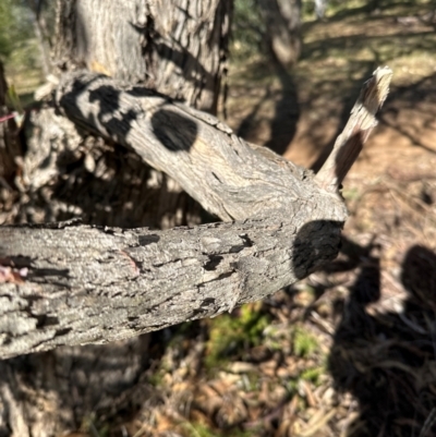 Eucalyptus goniocalyx (Bundy Box) at Cook, ACT - 2 Jun 2024 by lbradley