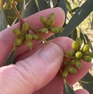 Eucalyptus pauciflora at Cook, ACT - 2 Jun 2024