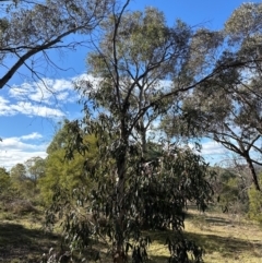 Eucalyptus pauciflora at Cook, ACT - 2 Jun 2024